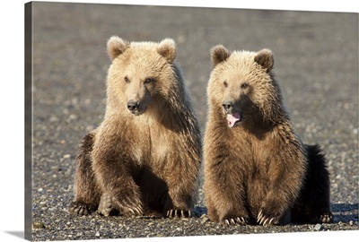 Grizzly Bear (Ursus arctos horribilis) cubs, one yawning, Katmai National Park, Alaska