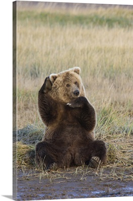 Grizzly Bear (Ursus arctos horribilis) scratching ear, Katmai National Park, Alaska