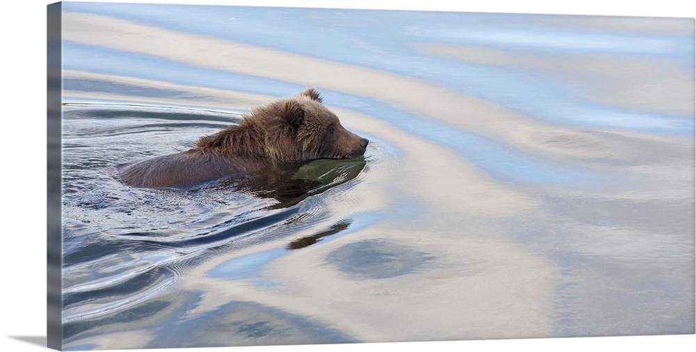 Grizzly Bear (Ursus arctos horribilis) swimming, Katmai National Park, Alaska