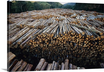 Gum Tree (Eucalyptus sp) stacked lumber, Atlantic forest, Brazil