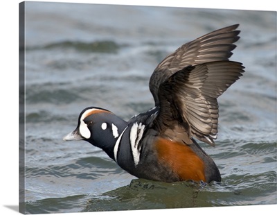 Harlequin Duck (Histrionicus histrionicus) male taking flight, New Jersey