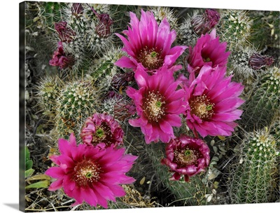 Hedgehog Cactus (Echinocereus engelmannii) flowering, Arizona