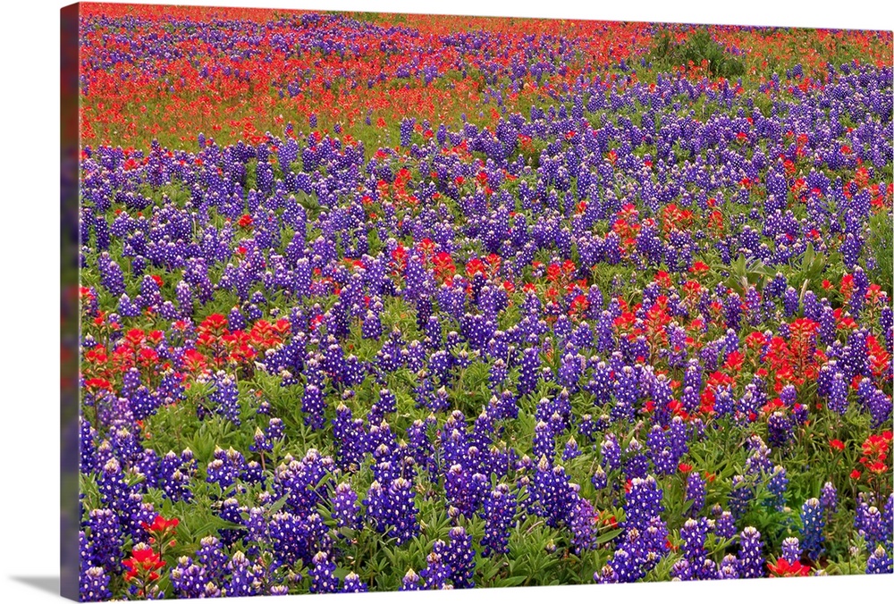 This large piece is a picture taken of colorful flowers blanketing a vast open field.