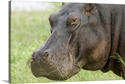 Hippopotamus (Hippopotamus amphibius) face showing whiskers, Okavango Delta, Botswana