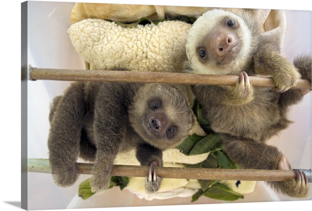 Hoffmann's Two-toed Sloth babies, Aviarios Sloth Sanctuary, Costa Rica