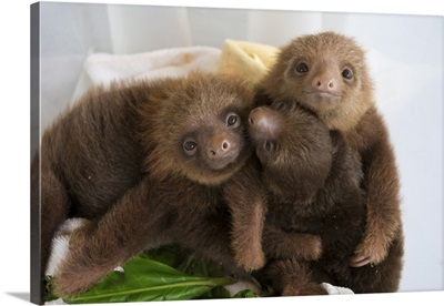 Hoffmann's Two-toed Sloth babies, Aviarios Sloth Sanctuary, Costa Rica