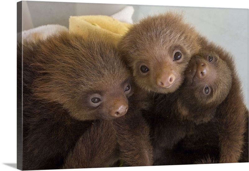 Hoffmann's Two-toed Sloth babies, Aviarios Sloth Sanctuary, Costa Rica ...