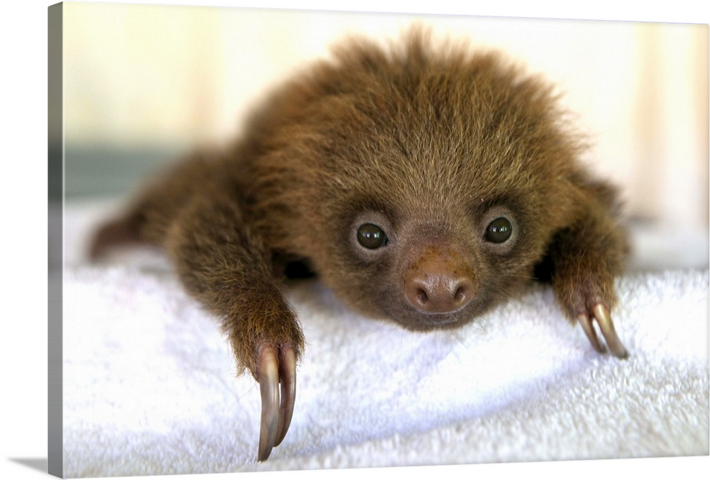 Hoffmann's Two-toed Sloth Choloepus hoffmanniOrphaned babyAviarios Sloth Sanctuary, Costa Rica*Rescued and in rehabilitati...