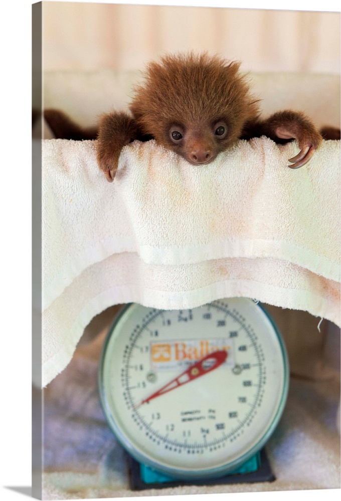 Hoffmann's Two-toed Sloth Choloepus hoffmanniOrphaned baby on scaleAviarios Sloth Sanctuary, Costa Rica*Rescued and in reh...