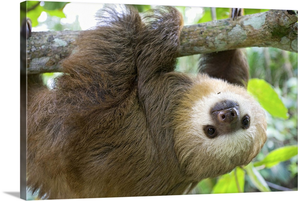 Hoffmann's Two-toed Sloth Choloepus hoffmanni6 month old orphan in treeAviarios Sloth Sanctuary, Costa Rica*Rescued and in...