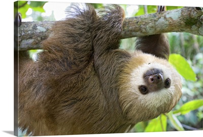 Hoffmann's Two-toed Sloth (Choloepus hoffmanni) six month old baby, Costa Rica