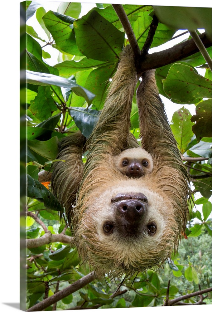 Hoffmann's Two-toed Sloth (Choloepus hoffmanni) mother and two month old baby, Aviarios Sloth Sanctuary, Costa Rica.