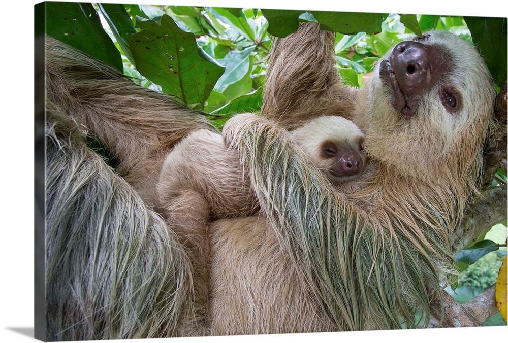 Hoffmann's Two-toed Sloth mother and two month old baby, Costa Rica Wall Art, Canvas Prints, Framed Prints, Wall Peels | Great Big Canvas