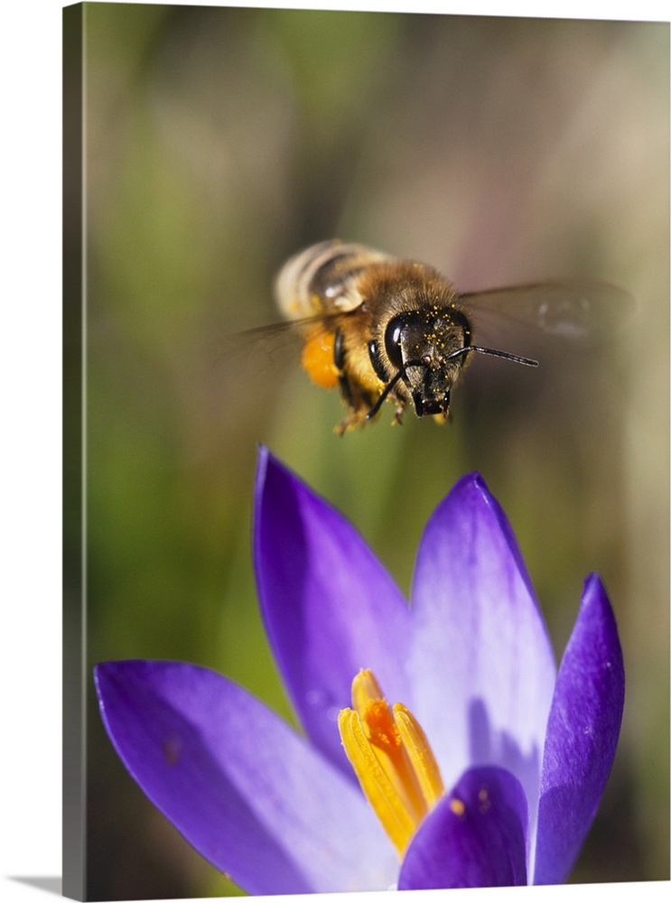 Honey Bee (Apis mellifera) approaching flower, Bavaria, Germany