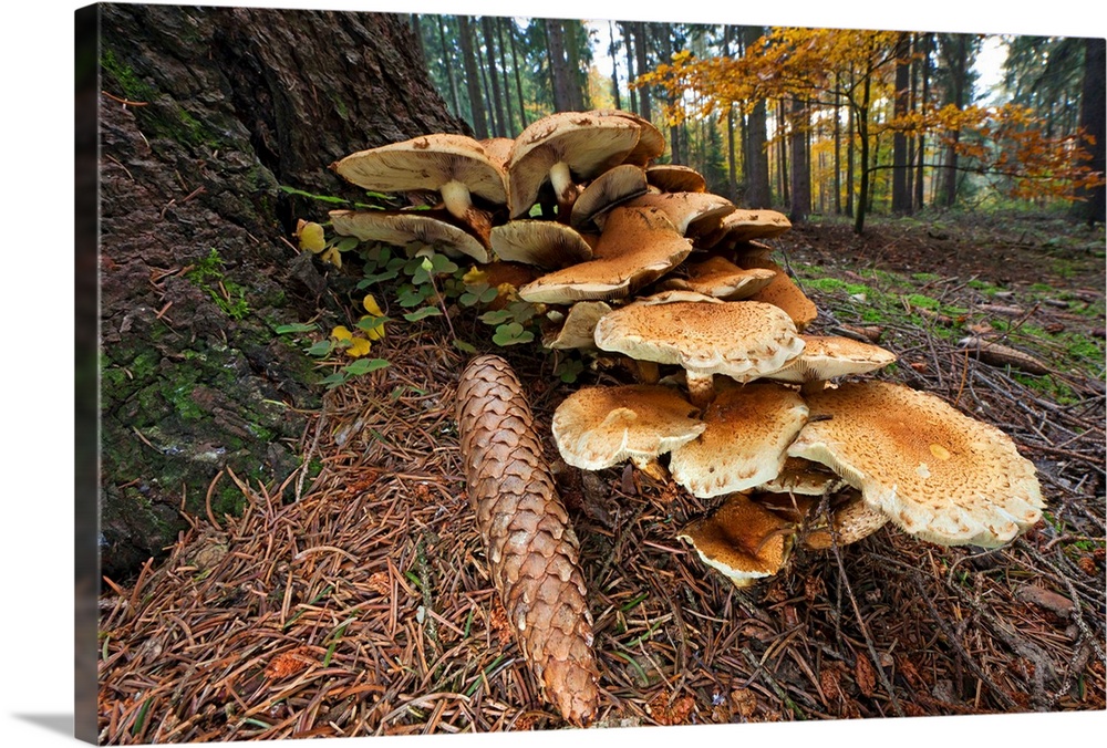 Honey Fungus (Armillaria mellea) fruiting bodies at base of fir tree stem (Picea abies), Germany