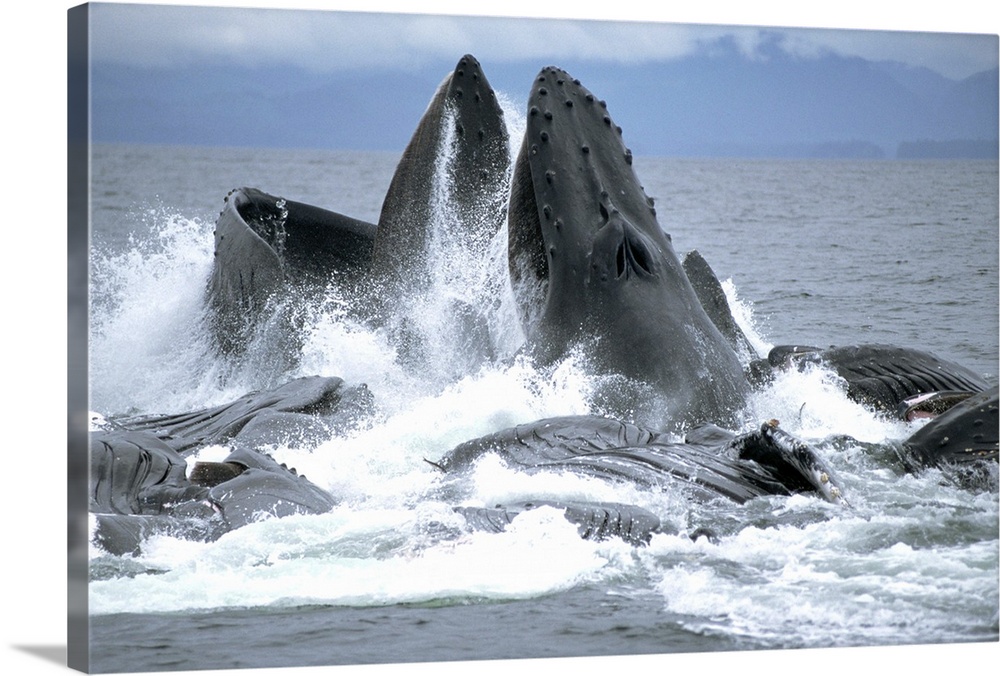 Humpback Whale (Megaptera novaeangliae) cooperative gulp feeding on herring school, Southeast Alaska
