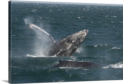 Humpback Whale breaching, Baja California, Mexico