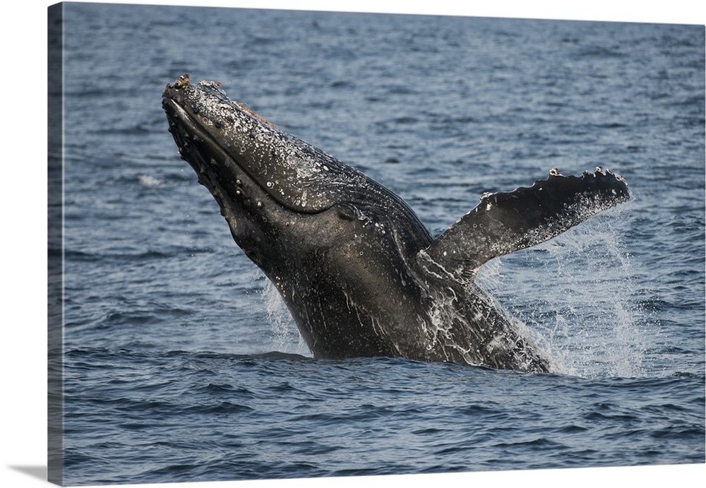 Humpback Whale (Megaptera novaeangliae).Sardine run,.Eastern Cape.SOUTH AFRICA