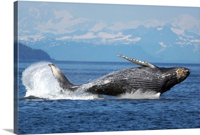 Humpback Whale breaching, Prince William Sound, Alaska