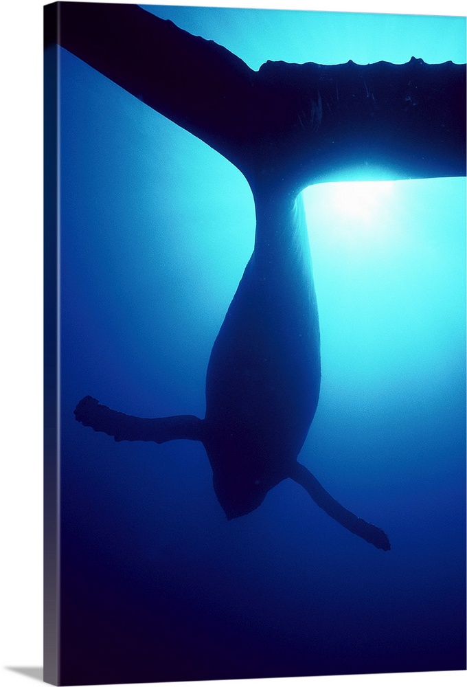 Humpback Whale (Megaptera novaeangliae) male singing underwater, Maui, Hawaii