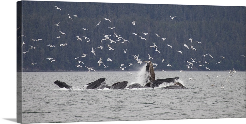 Humpback whale (Megaptera novaeangliae) bubble-net feeding near Juneau, Alaska