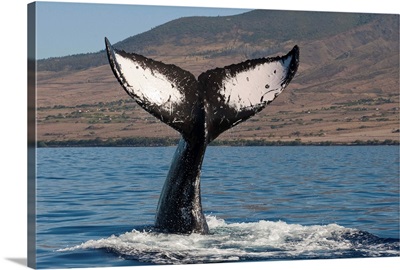 Humpback Whale tail, Maui, Hawaii