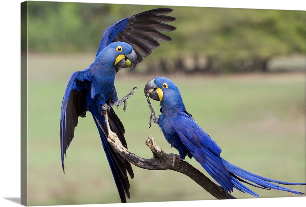 Hyacinth Macaw (Anodorhynchus hyacinthinus) pair fighting, Pantanal, Brazil.Sequence 3 of 4.
