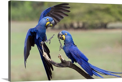 Hyacinth Macaw pair fighting, Pantanal, Brazil