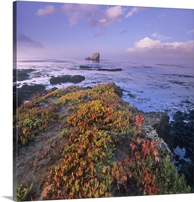 Iceplant (Mesembryanthemum sp) covering coastal rocks, Point Piedras Blancas, California