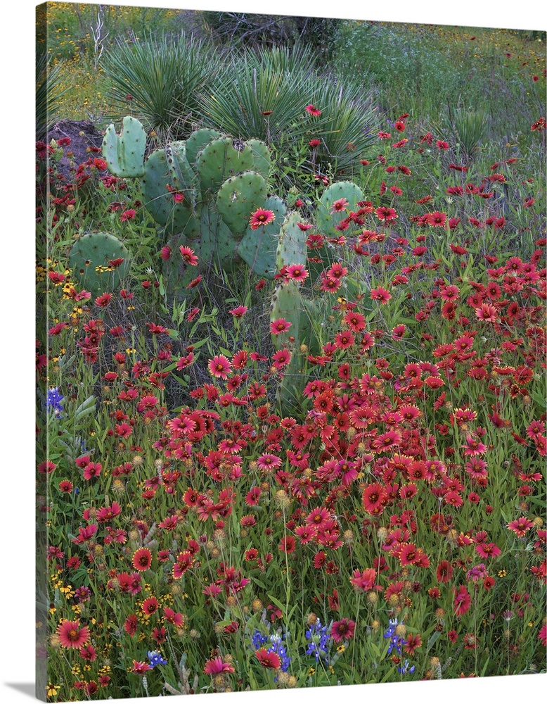 Indian Blanket flowers and Opuntia cacti, Inks Lake State Park, Texas