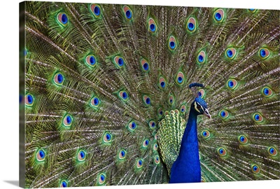 Indian Peafowl male with tail fanned out in courtship display, native to Asia