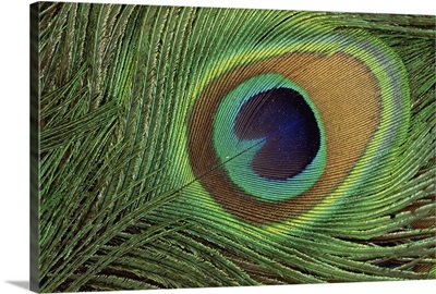 Indian Peafowl (Pavo cristatus) display feathers, India to southeast Asia