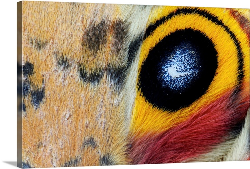 Io Moth (Automeris io) Wing with Eye-spot, Texas | Great Big Canvas