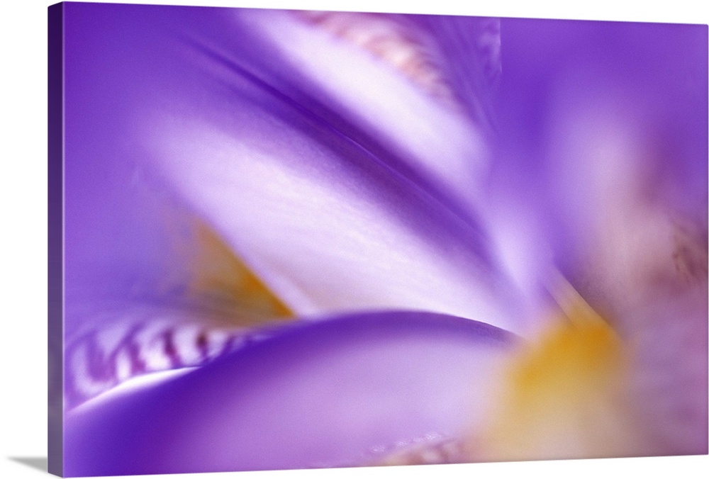 Horizontal, large, close up photograph of an iris flower, heavily blurred toward the outer edges.