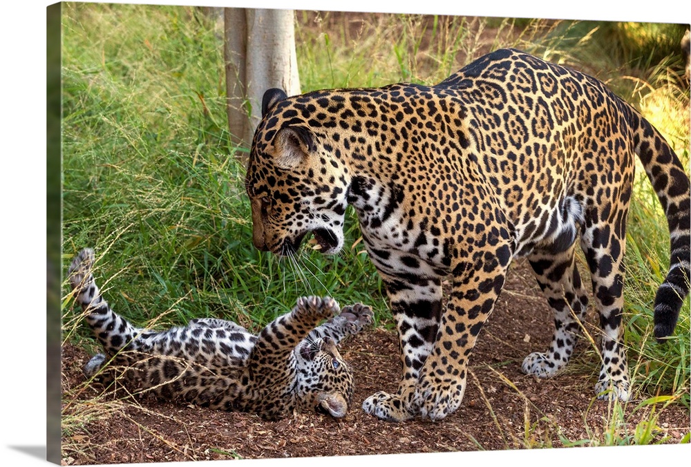 Jaguar cub playing with mother, native to Central and South America