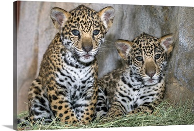 Jaguar cubs, native to Central and South America