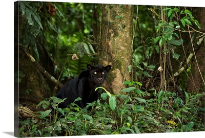 Jaguar melanistic individual, also called a black panther, Amazon, Ecuador