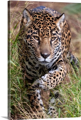 Jaguar walking through grass, native to Central and South America