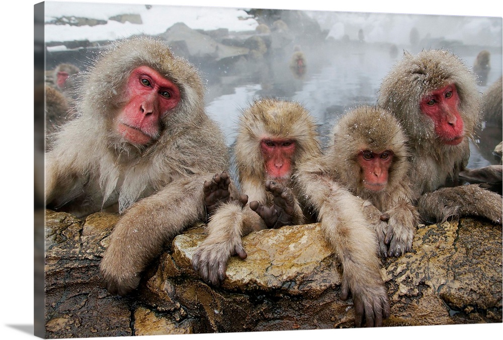 Japanese Macaque group in hot spring, Jigokudani, Japan