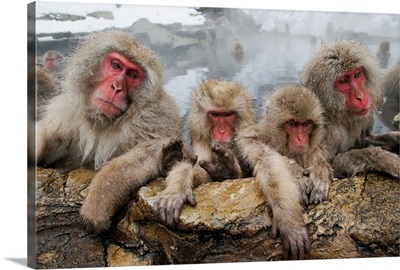 Japanese Macaque group in hot spring, Jigokudani, Japan