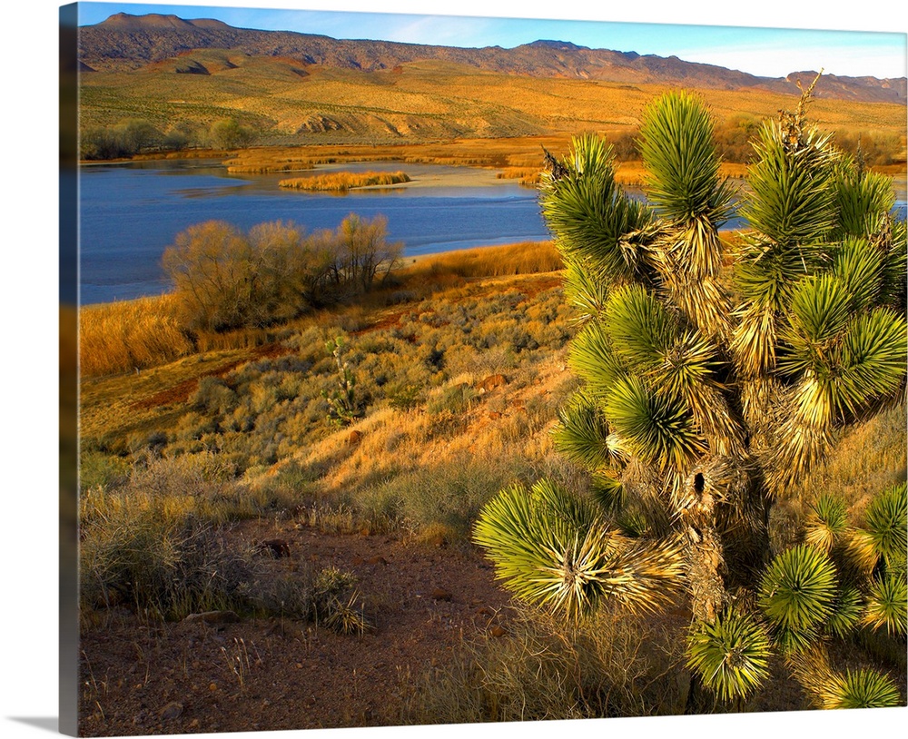 Joshua Tree and wetlands, Pahranagat National Wildlife Refuge, Nevada