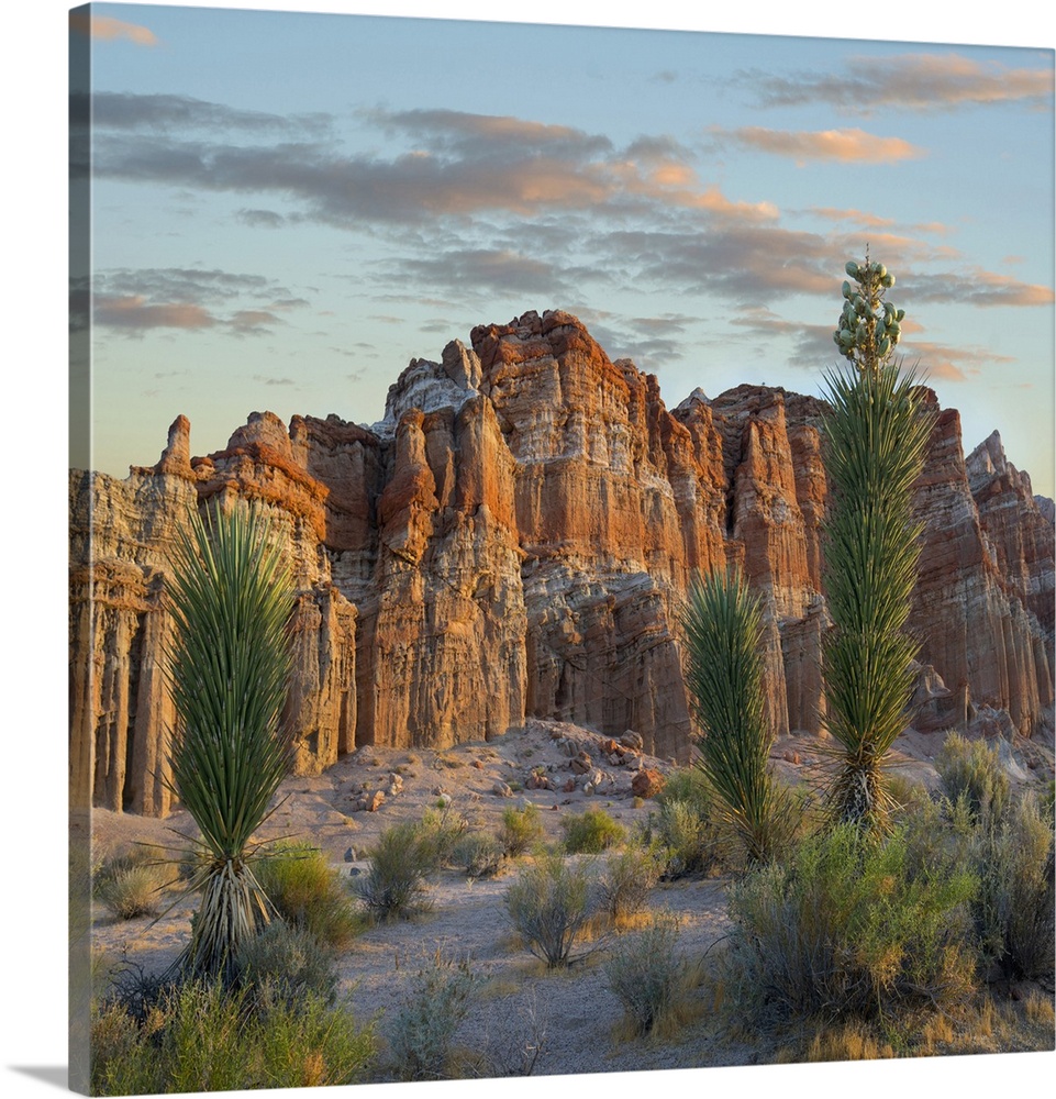 Joshua Tree saplings and cliffs, Red Rock Canyon, Nevada