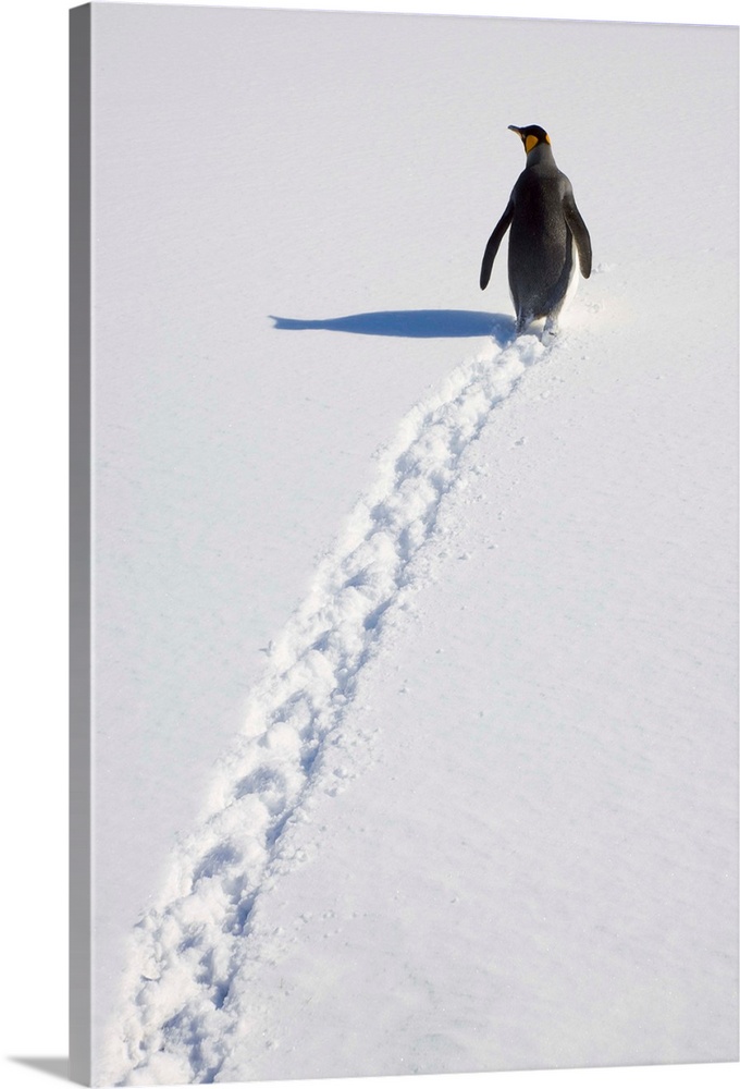 King Penguin (Aptenodytes patagonicus) walking through snow, Antarctic Bay, South Georgia Island
