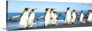 King Penguins Coming Ashore Gold Harbour image thumbnail