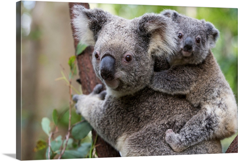 Koala .Phascolarctos cinereus.Eight-month-old joey on mother's back.Queensland, Australia.*Captive
