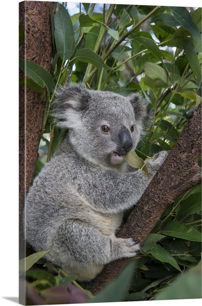 Koala .Phascolarctos cinereus.Eleven-month-old joey.Queensland, Australia.*Captive