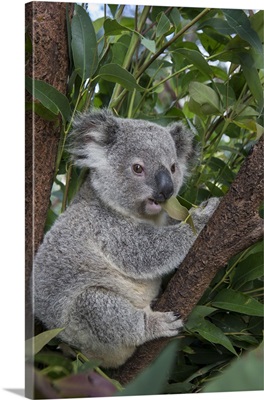 Koala eleven-month-old joey, Queensland, Australia