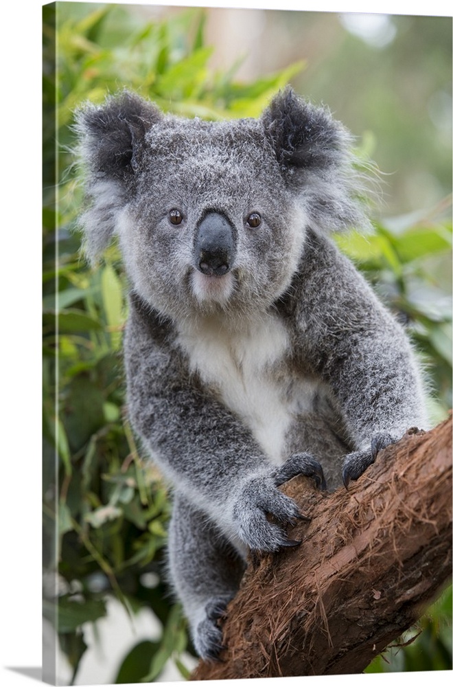 Koala .Phascolarctos cinereus.Joey.New South Wales, Australia.*Captive, rescued and in rehabilitation