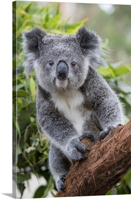 Koala joey, New South Wales, Australia