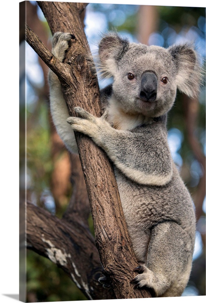 Koala .Phascolarctos cinereus.Adult male.Queensland, Australia.*Captive